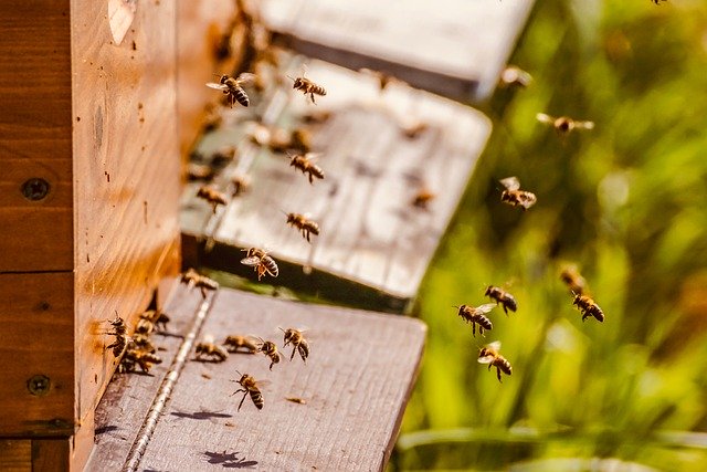 beehive-5026856_640