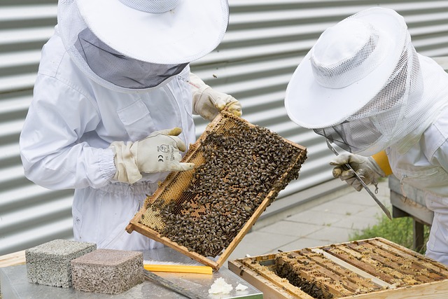 beekeeper-2650663_640