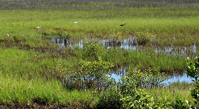 florida-6282401_640