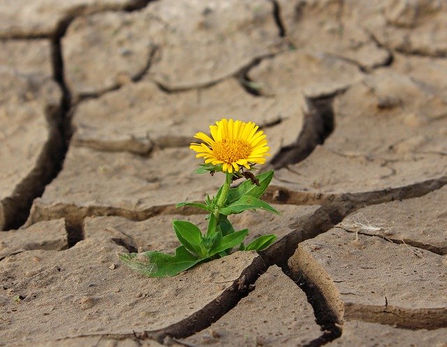 flower-887443_640
