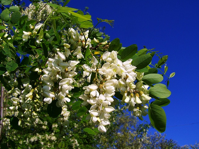 flowering-acacia-1381078_640