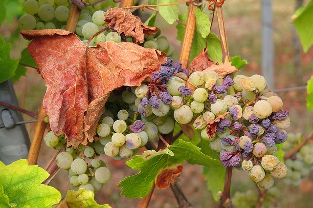 grape-3666727_640