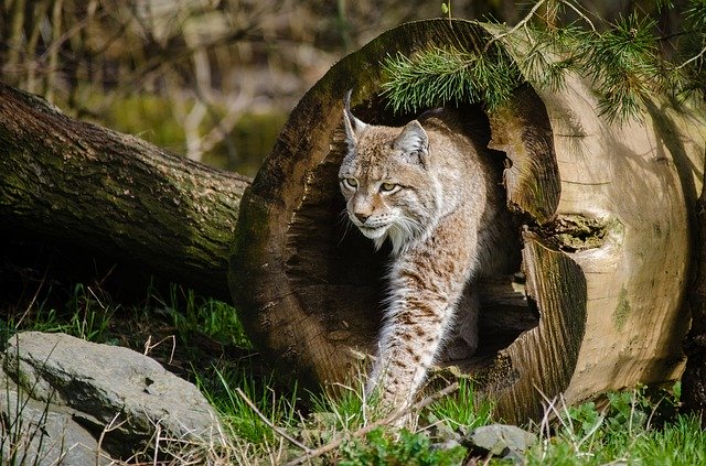 lynx-981708_640
