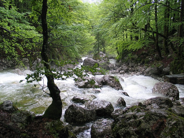 wild-water-gfcd61c736_640